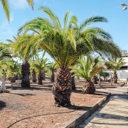 Estudio Los Cristianos 15 Appartamento Los Cristianos (Tenerife)
